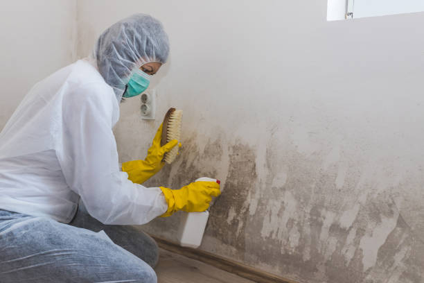 Mold Removal and Inspection in Carver, MN